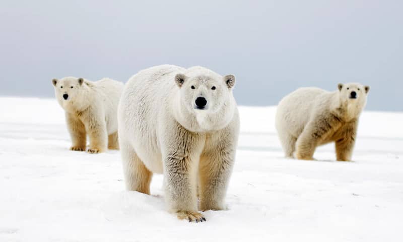 do polar bears eat arctic foxes